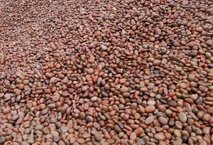 2-3公分红色鹅卵石